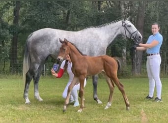 Mecklenburg Warmblood, Mare, Foal (06/2025), Brown