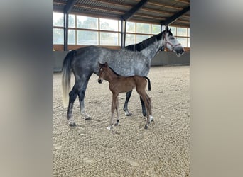 Mecklenburg Warmblood, Mare, Foal (06/2025), Brown