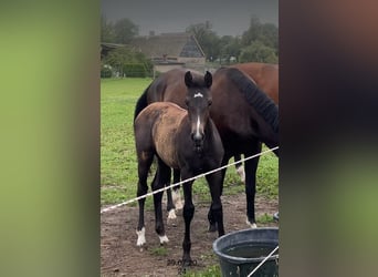 Mecklenburger Warmblut, Stute, Fohlen (04/2024), Kann Schimmel werden