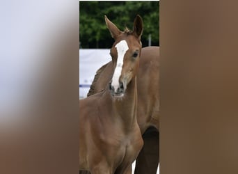Mecklenburg Warmblood, Mare, Foal (04/2025), Chestnut-Red