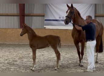 Mecklenburg Warmblood, Mare, Foal (05/2025), Chestnut-Red