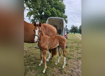 Mecklenburg Warmblood, Mare, Foal (07/2025), Chestnut-Red