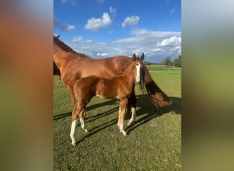 Mecklenburg Warmblood, Mare, Foal (07/2025), Chestnut-Red