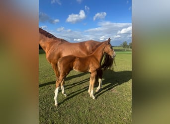 Mecklenburg Warmblood, Mare, Foal (07/2025), Chestnut-Red