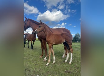 Mecklenburg Warmblood, Mare, Foal (07/2025), Chestnut-Red