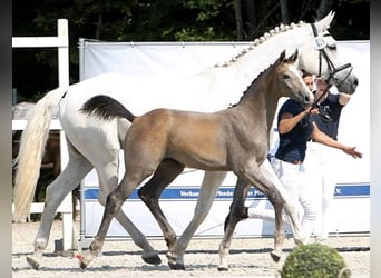 Mecklenburg Warmblood, Mare, Foal (04/2024), Gray