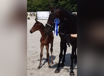 Mecklenburg Warmblood, Mare, Foal (06/2025), Smoky-Black