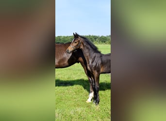 Mecklenburg Warmblood, Mare, Foal (04/2025), Smoky-Black
