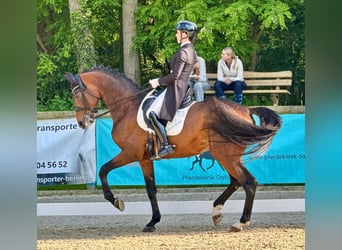 Mecklenburg Warmblood, Stallion, 10 years, 16,2 hh, Brown