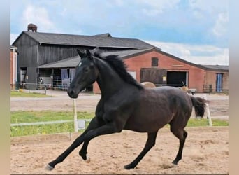 Mecklenburg Warmblood, Stallion, 1 year, 15.2 hh, Black