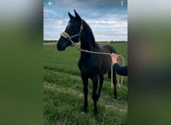 Mecklenburg Warmblood, Stallion, 1 year, 15.2 hh, Black