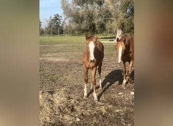 Mecklenburg Warmblood, Stallion, 1 year, 16,1 hh