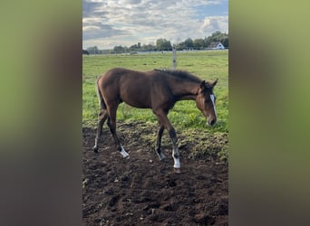 Mecklenburg Warmblood, Stallion, 1 year, 16,1 hh
