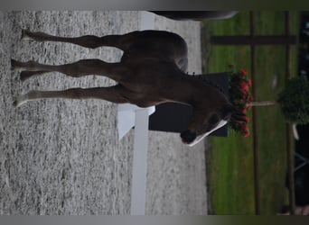 Mecklenburg Warmblood, Stallion, 1 year, 17 hh, Black