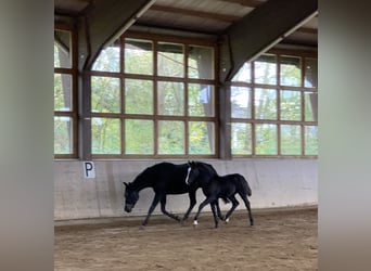 Mecklenburg Warmblood, Stallion, 1 year, 17 hh, Black