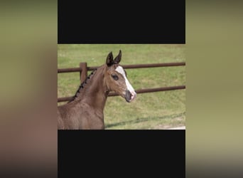 Mecklenburg Warmblood, Stallion, 1 year, 17 hh, Black