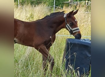 Mecklenburg Warmblood, Stallion, 1 year, Bay-Dark