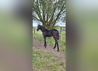 Mecklenburg Warmblood, Stallion, 1 year, Black