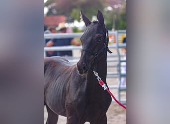 Mecklenburg Warmblood, Stallion, 1 year, Black