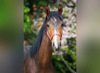 Mecklenburg Warmblood, Stallion, 1 year, Brown