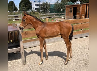 Mecklenburg Warmblood, Stallion, 1 year, Brown