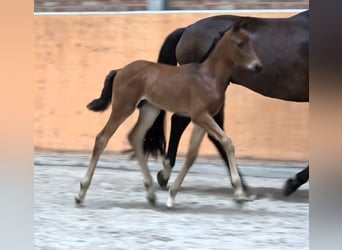 Mecklenburg Warmblood, Stallion, 1 year, Brown