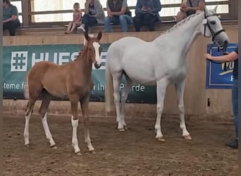 Mecklenburg Warmblood, Stallion, 1 year, Chestnut-Red