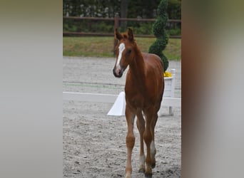 Mecklenburg Warmblood, Stallion, 1 year, Chestnut-Red