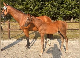 Mecklenburg Warmblood, Stallion, 1 year, Chestnut-Red