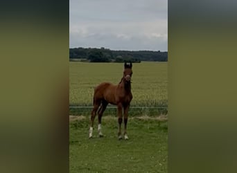 Mecklenburg Warmblood, Stallion, 1 year