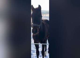 Mecklenburg Warmblood, Stallion, 1 year