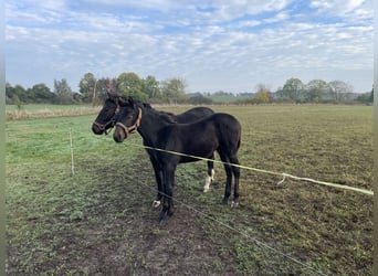 Mecklenburg Warmblood, Stallion, 1 year, Smoky-Black