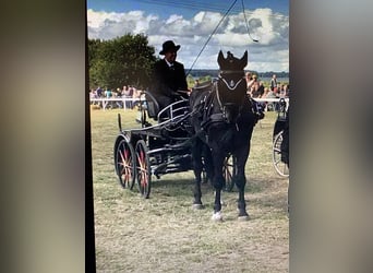 Mecklenburg Warmblood, Stallion, 1 year, Smoky-Black