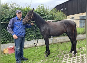 Mecklenburg Warmblood, Stallion, 1 year, Smoky-Black