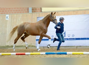 Mecklenburg Warmblood, Stallion, 2 years, 16.2 hh, Chestnut-Red