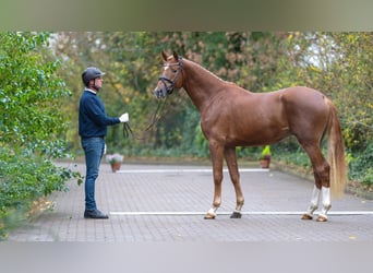 Mecklenburg Warmblood, Stallion, 2 years, 16.2 hh, Chestnut-Red