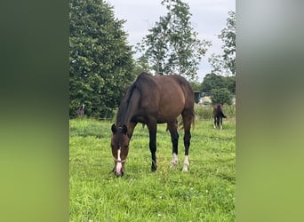 Mecklenburg Warmblood, Stallion, 2 years, 16 hh, Bay-Dark