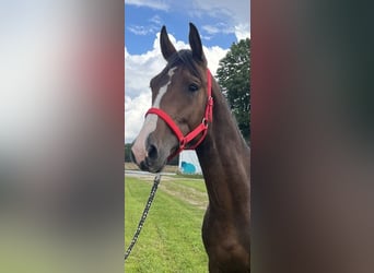 Mecklenburg Warmblood, Stallion, 2 years, 16 hh, Bay-Dark