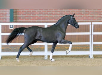 Mecklenburg Warmblood, Stallion, 2 years, 16 hh, Black