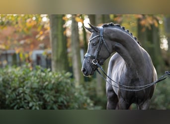 Mecklenburg Warmblood, Stallion, 2 years, 16 hh, Black