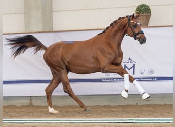 Mecklenburg Warmblood, Stallion, 2 years, 16 hh, Chestnut-Red