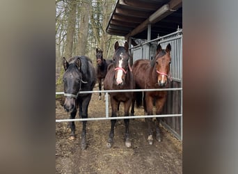 Mecklenburg Warmblood, Stallion, 2 years, 16 hh