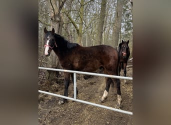 Mecklenburg Warmblood, Stallion, 2 years, 16 hh