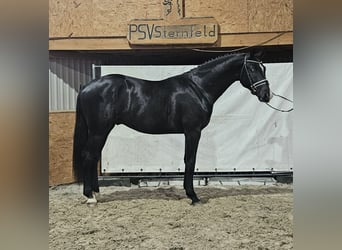 Mecklenburg Warmblood, Stallion, 2 years, Black