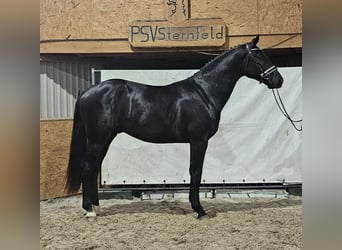 Mecklenburg Warmblood, Stallion, 2 years, Black