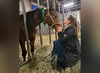 Mecklenburg Warmblood, Stallion, 2 years, Brown