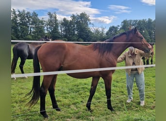 Mecklenburg Warmblood, Stallion, 2 years, Brown
