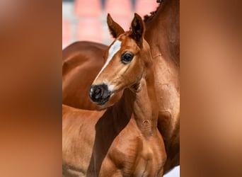 Mecklenburg Warmblood, Stallion, 2 years, Chestnut-Red