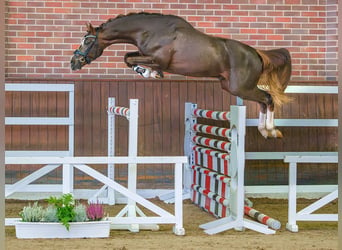 Mecklenburg Warmblood, Stallion, 2 years, Chestnut-Red