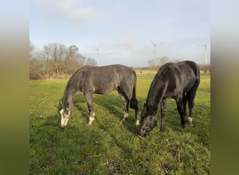 Mecklenburg Warmblood, Stallion, 2 years, Grey